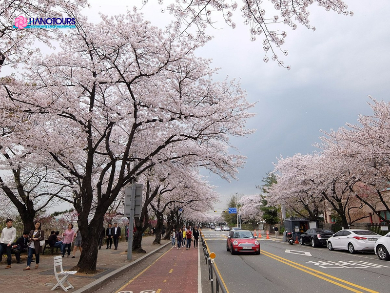 Lễ hội Sông Seomjin nổi tiếng với hàng cây anh đào dài 11km