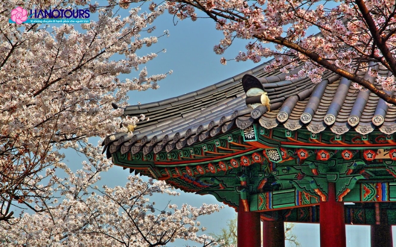 Cung điện Gyeongbokgung là điểm để ngắm hoa ngay tại trung tâm thủ đô Seoul