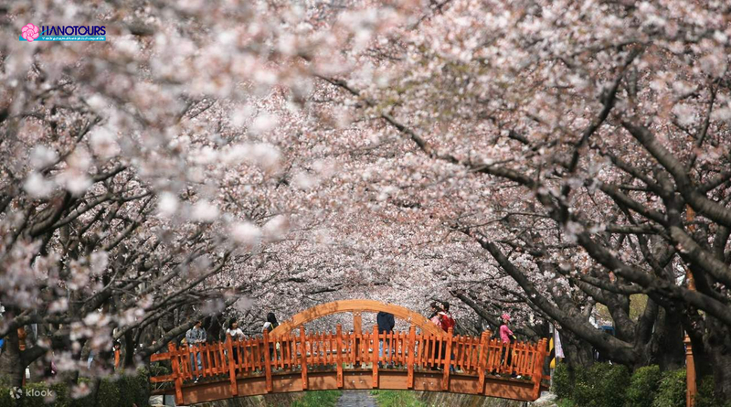 Jinhae Gunhangje là lễ hội lớn nhất tại Hàn Quốc, thu hút hàng triệu du khách