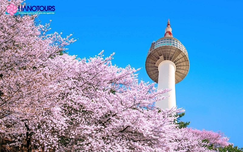 Du khách có thể thưởng thức vẻ đẹp hoa anh đào từ trên cao tại tháp Namsan