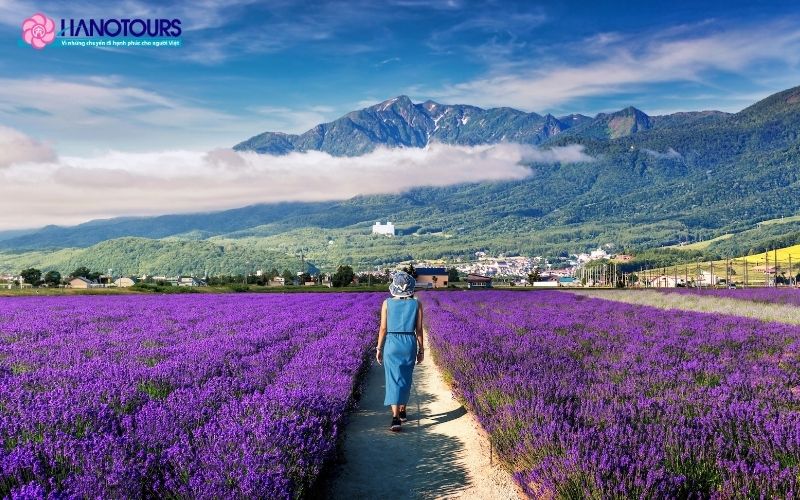 Furano – Thiên đường hoa oải hương