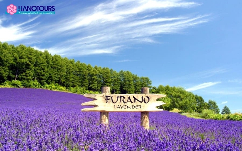 Furano – Thiên đường hoa oải hương