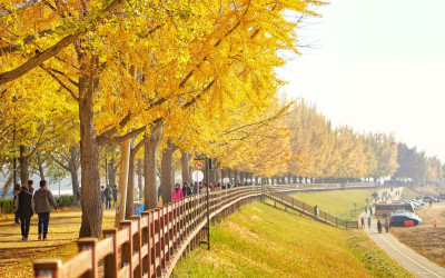 Du lịch Hàn Quốc vào mùa thu có gì?
