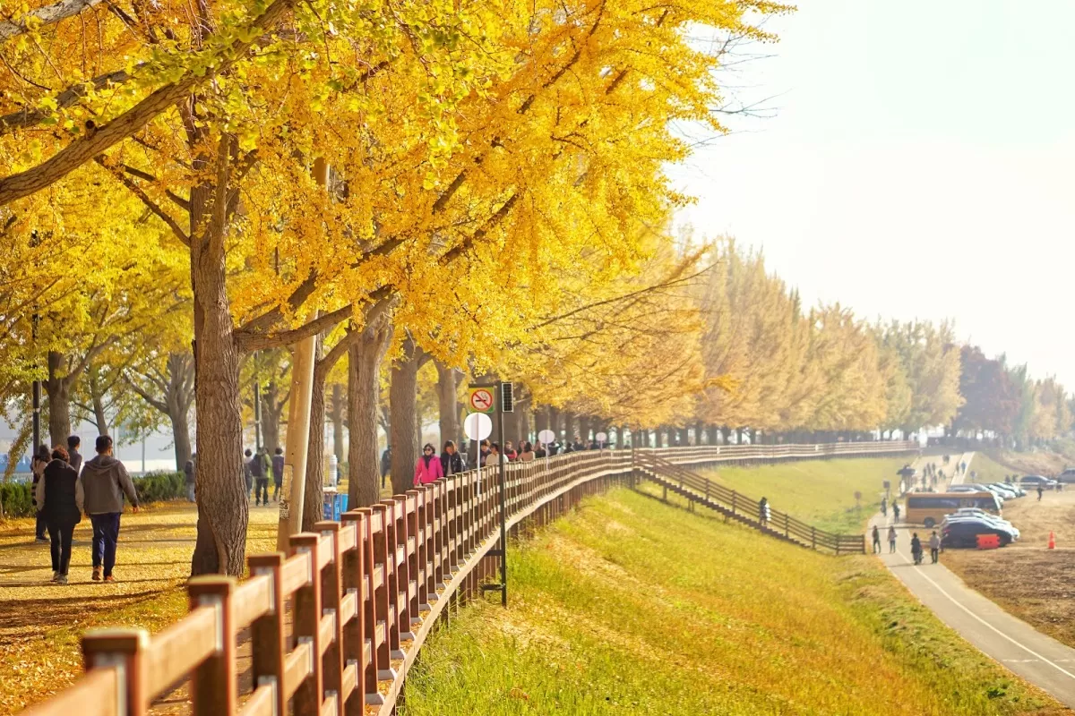 Du lịch Hàn Quốc vào mùa thu có gì?