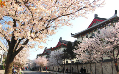 Những nơi ngắm hoa anh đào tại Trung Quốc