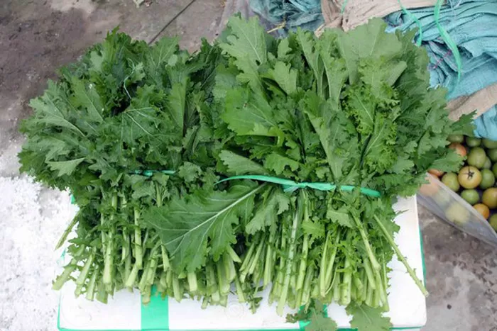 Thưởng thức món đặc sản cải mèo khi đi du lịch Sapa