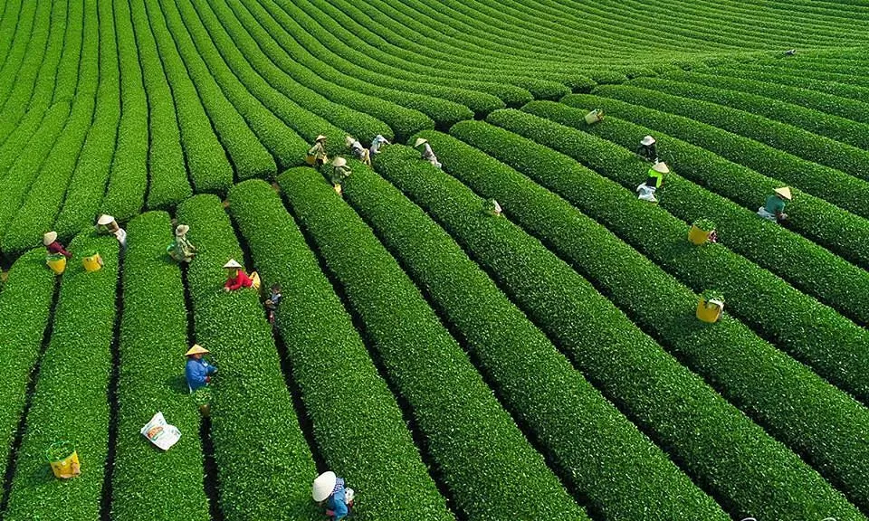 Những điểm đến tuyệt đẹp khi đi phượt Mộc Châu