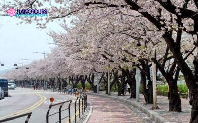 Khám phá thời tiết Hàn Quốc tháng 3 và trải nghiệm du lịch nơi đây