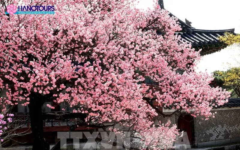 Lịch ngắm hoa anh đào Hàn Quốc & Top địa điểm đẹp nhất 2026