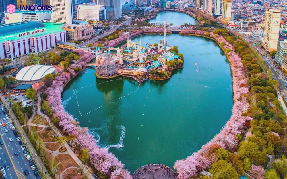 Hồ Seokchon: Đắm chìm trong vẻ đẹp lãng mạn những loài hoa Nhật Bản