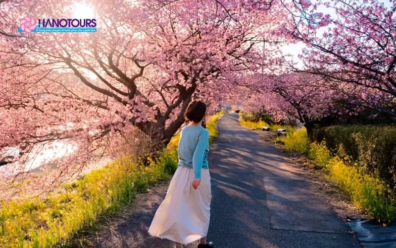 Du lịch Nhật Bản tháng 4: Top 4 trải nghiệm không thể bỏ lỡ