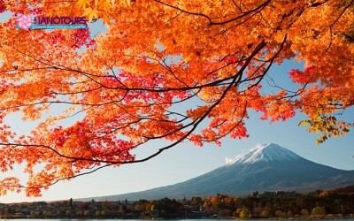 Du lịch Nhật Bản tháng nào đẹp? Điểm danh TOP 6+ tháng đẹp nhất, không đi chỉ có UỔNG
