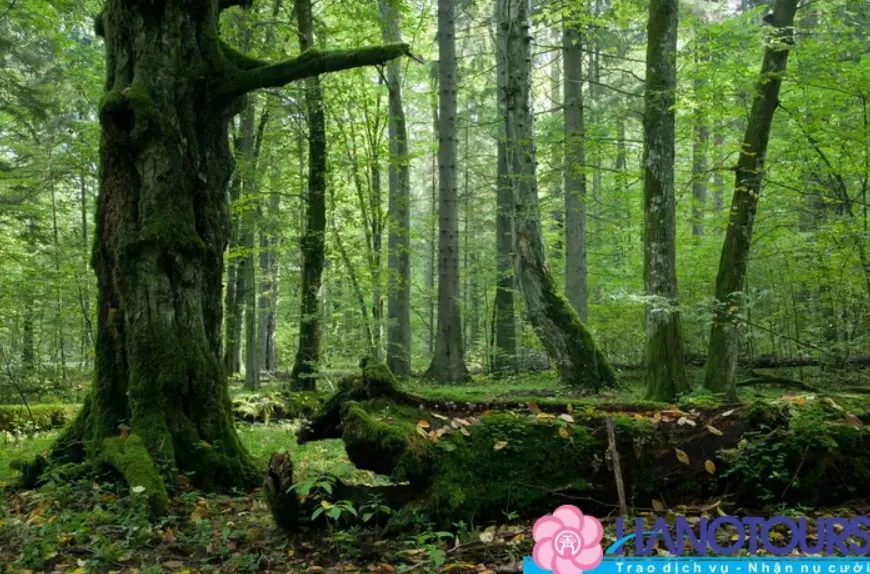Lạc vào rừng nguyên sinh BIAŁOWIEŻA ở Ba Lan