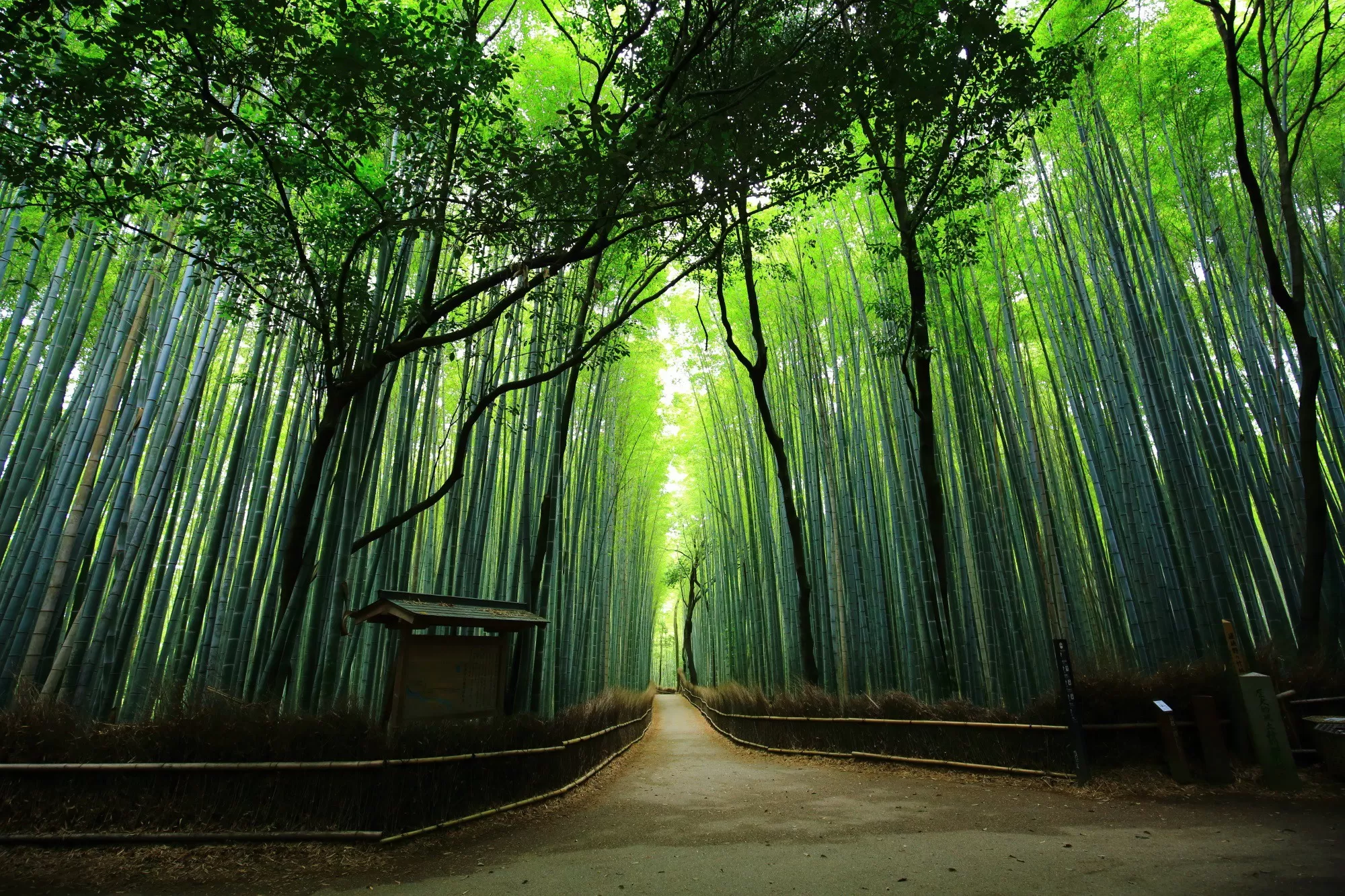 Du lịch Kyoto - Khám phá cố đô nghìn năm tuổi