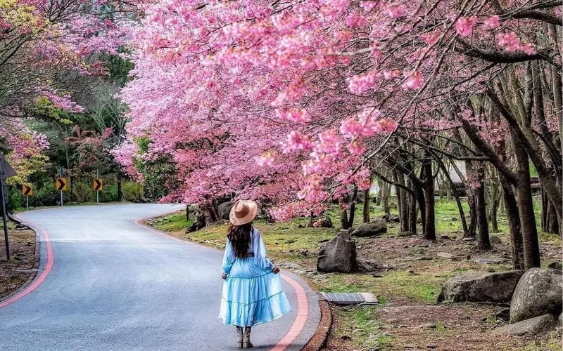 Top 5 Địa điểm ngắm hoa anh đào CỰC ĐẸP tại Đài Loan