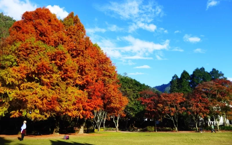 Du lịch Đài Loan tháng 11 - Trải nghiệm 5+ hoạt động hấp dẫn mùa thu xứ Đài