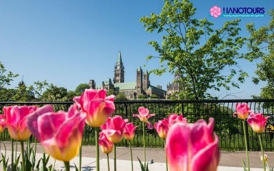 Khám phá lễ hội hoa Tulip Ottawa - Sự kiện hoa lớn nhất Canada