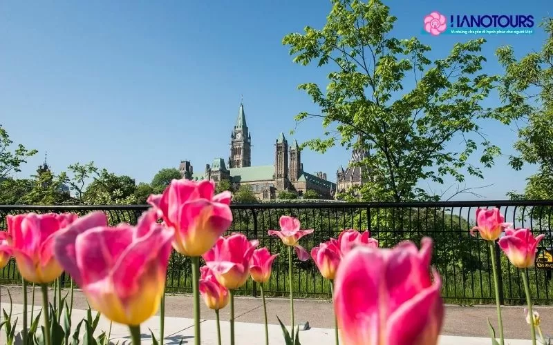 Khám phá lễ hội hoa Tulip Ottawa - Sự kiện hoa lớn nhất Canada