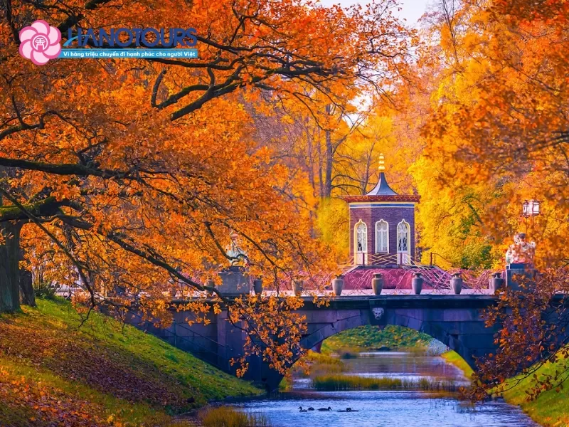 Thu vàng nước Nga có gì đẹp? Gợi ý hành trình ngắm mùa lá vàng say đắm