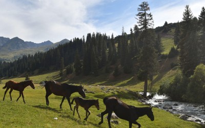 Hẻm núi Jyrgalan Kyrgyzstan, miền xanh dưới chân dãy Thiên Sơn