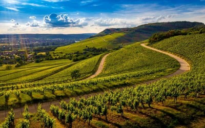 Thung lũng rượu vang Casablanca Valley Chile: Miền đất của những vườn nho xanh mướt