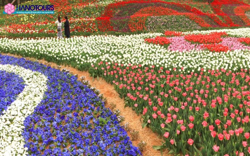 Lễ hội hoa tulip Taean