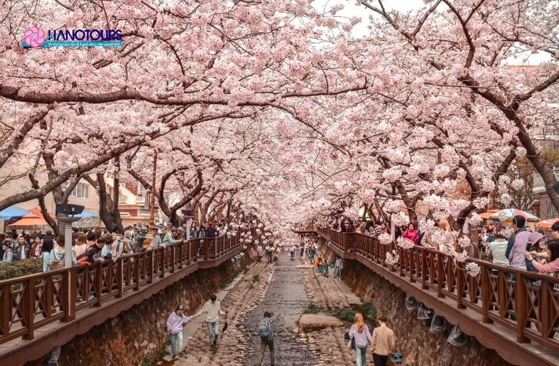 Jinhae là điểm đến mê hoặc du khách bởi khung cảnh tuyệt đẹp của hàng nghìn cây anh đào nở rộ