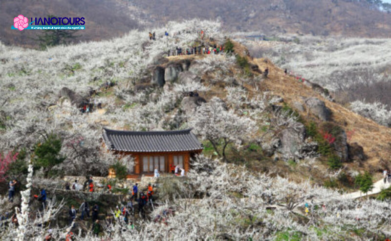 Lễ hội Gwangyang Maehwa tổ chức vào tháng 3