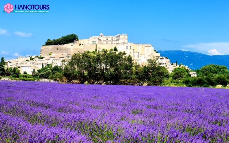 Cánh đồng hoa oải hương tím ngút ngàn của Thị trấn Provence, Pháp