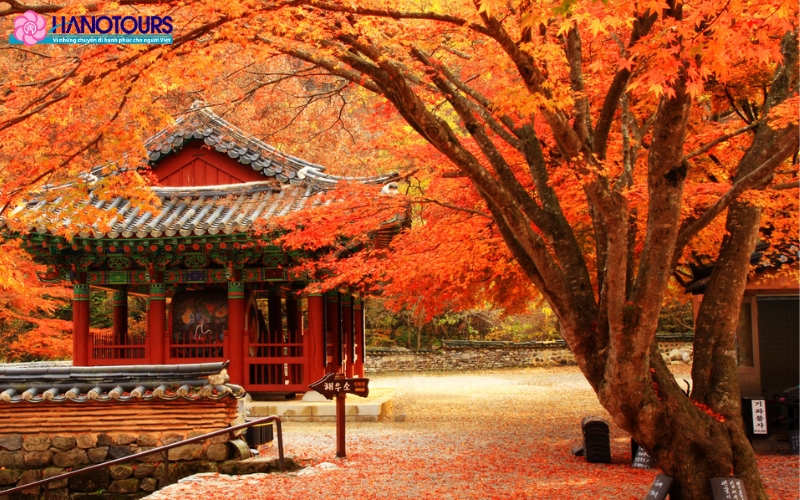 Mùa thu tại Hàn Quốc từ tháng 9 đến tháng 11 với nhiều lễ hội diễn ra