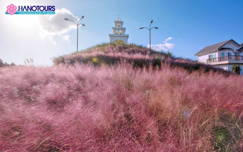 Những cánh đồng cỏ hồng của Jeju vào mùa thu đẹp đến nao lòng
