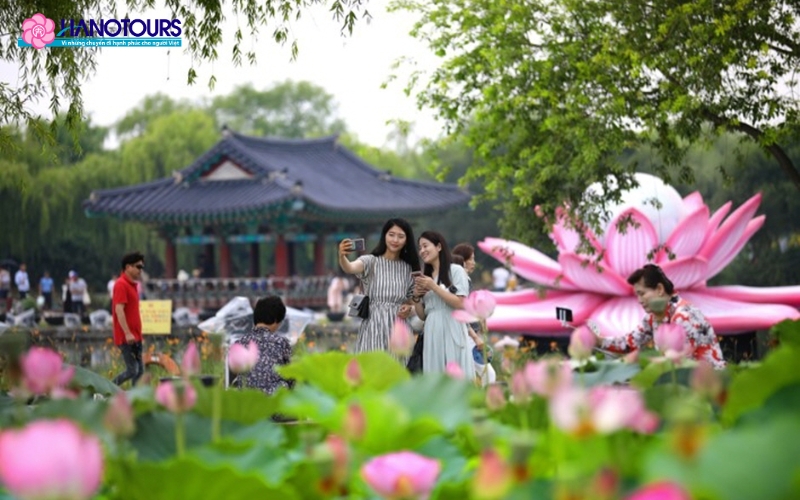 Lễ hội Buyeo Seodong tôn vinh loài hoa sen tinh khôi và thanh khiết