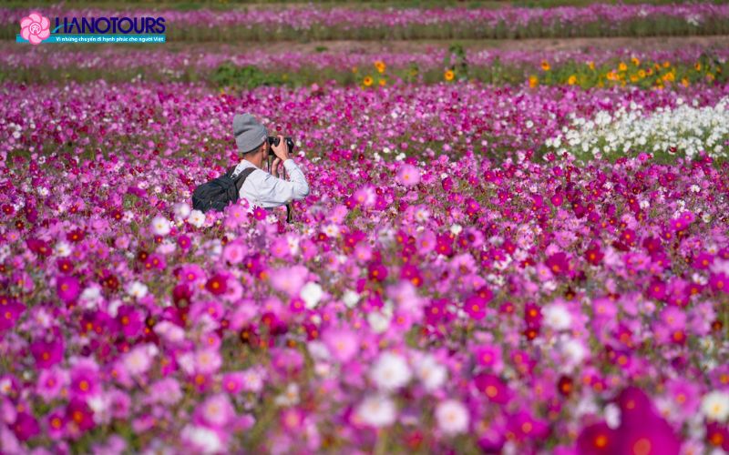 Lễ hội hoa Cosmos là một trong những lễ hội thường niên lớn nhất tại Hàn Quốc
