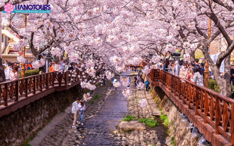 Jinhae được biết đến với lễ hội hoa anh đào lớn nhất Xứ Kim Chi