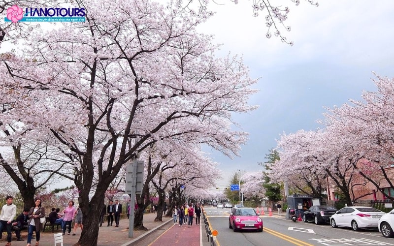 Cảnh đẹp hoa anh đào lãng mạn tại công viên Yeouido