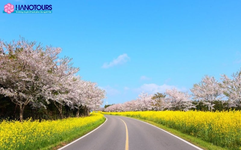 Đảo Jeju là địa điểm ngắm hoa anh đào lý tưởng