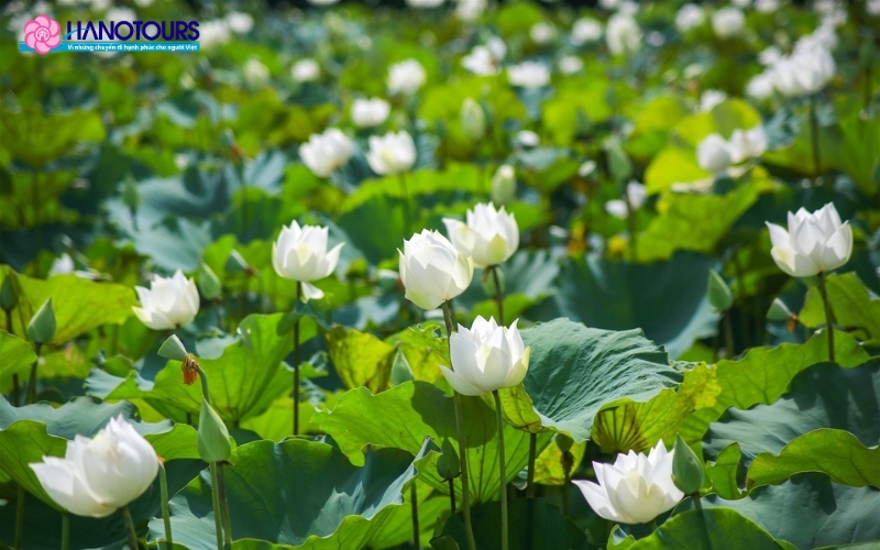 Muan được là nơi trồng sen trắng lớn nhất Châu Á