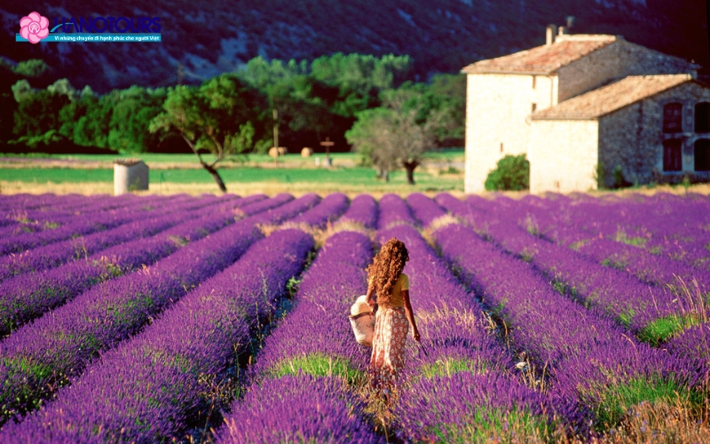 Cánh đồng hoa Lavender là một điểm đến không thể bỏ lỡ khi du lịch Pháp