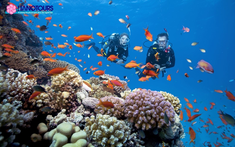 Bạn có trải nghiệm ngắm san hô tại đảo Jeju