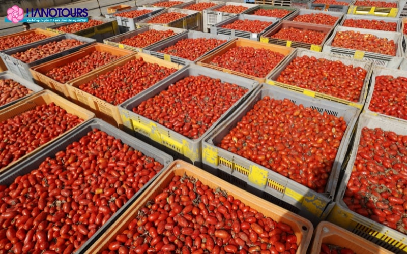 Hàng trăm tấn cà chua được xe tải chở vào trung tâm thị trấn
