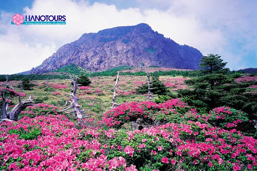 Núi Hallasan nằm ở trung tâm của đảo Jeju