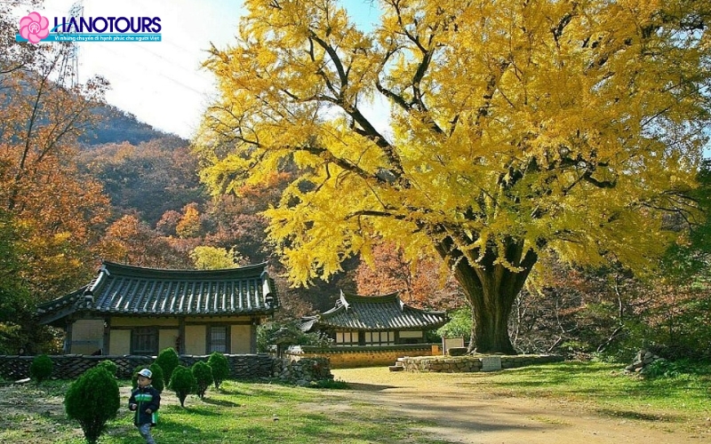 Gyeongju vào mùa thu với những tán cây đổi màu rực rỡ