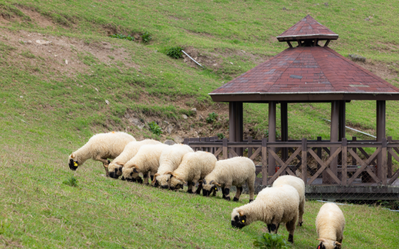 Trang Trại Cừu Cingjing Farm