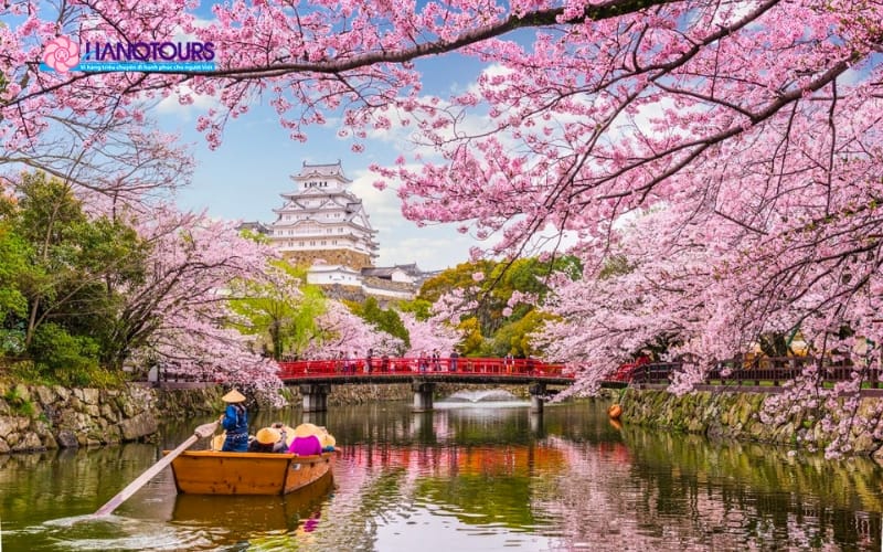 Tham gia lễ hội Hanami cuối tháng 3