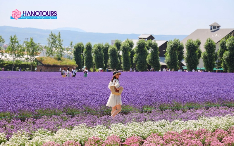 Nông Trại Tomita - Hokkaido, Nhật Bản