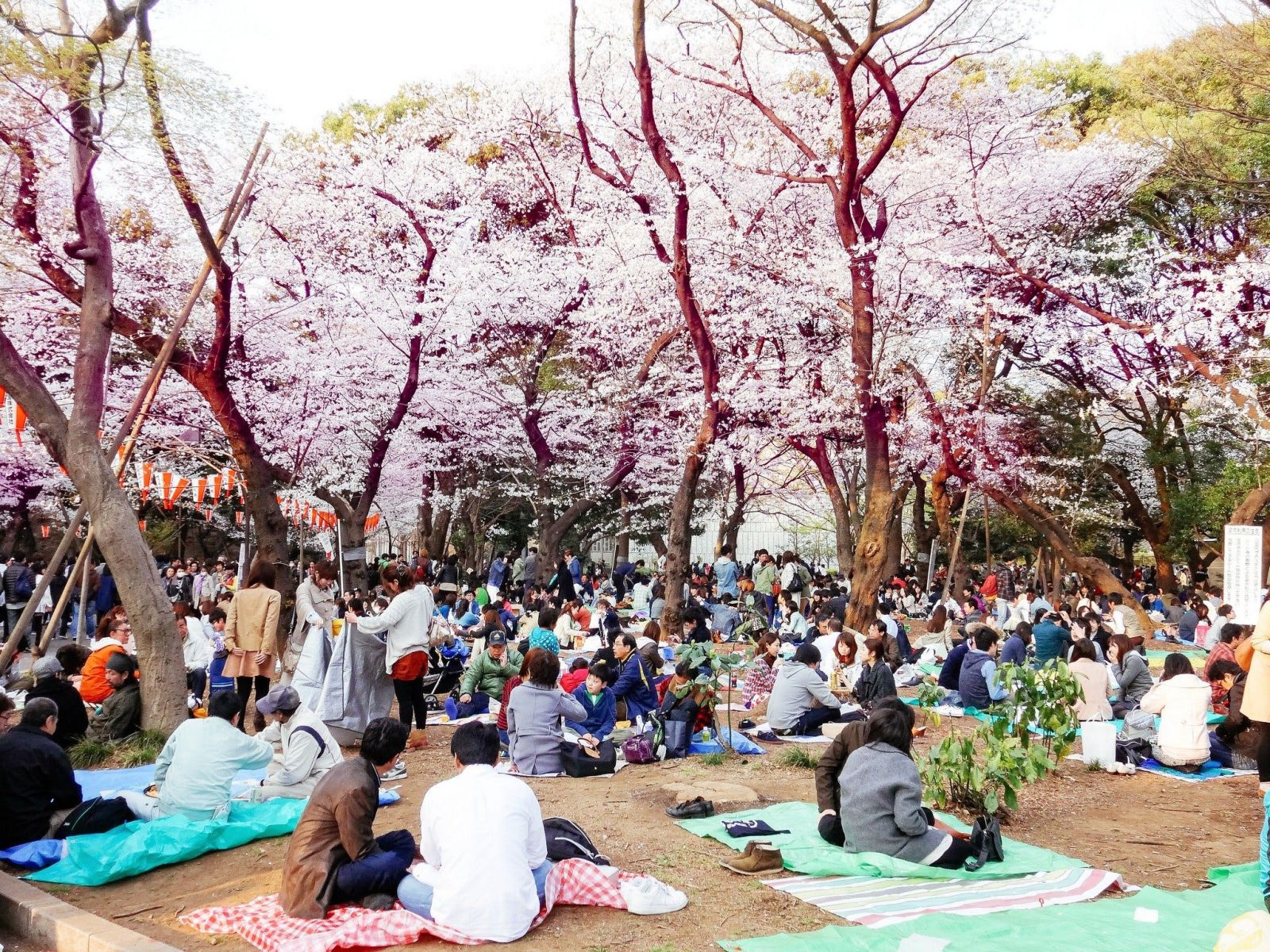 Du khách có thể tìm một vị trí đẹp dưới tán hoa anh đào để picnic sẽ là trải nghiệm không thể bỏ lỡ khi du lịch Nhật Bản mùa xuân