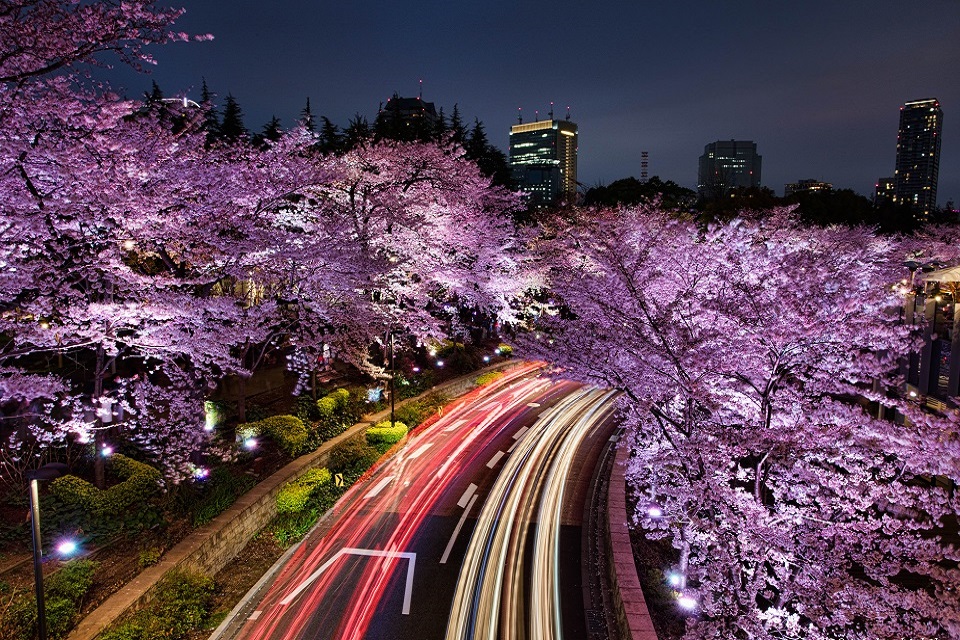 Mãn nhãn trước vẻ đẹp của Tokyo vào mùa xuân - mùa nở rộ hoa anh đào