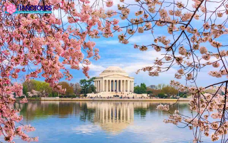 Ngắm hoa anh đào nở rộ tại Bờ Đông Mỹ