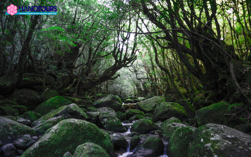 Hòn đảo Yakushima được UNESCO công nhận là Di sản Thiên nhiên Thế giới