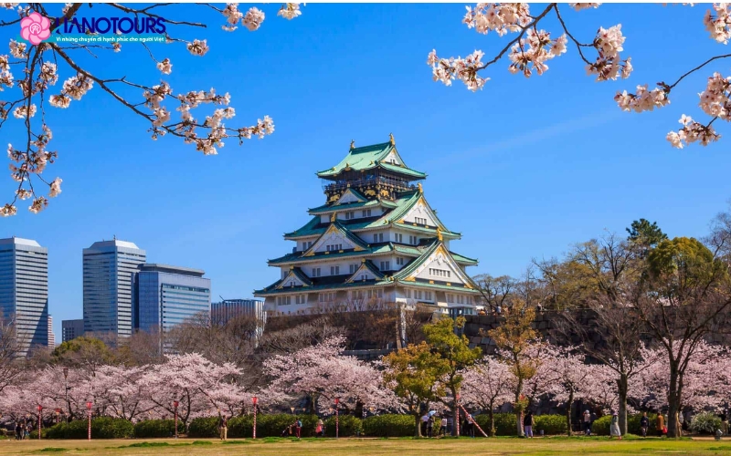 Công viên Osaka Castle mùa hoa anh đào